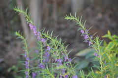 Angelonia angustifolia