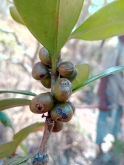 Peponidium