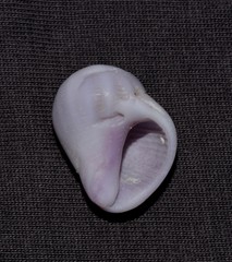 Coralliophila violacea
