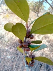 Peponidium