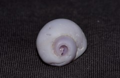Coralliophila violacea