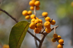 Ficus drupacea