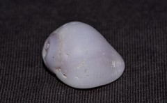 Coralliophila violacea