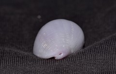 Coralliophila violacea