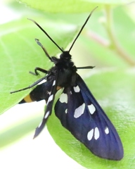 Amata marjana