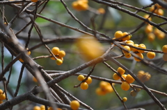 Ficus drupacea