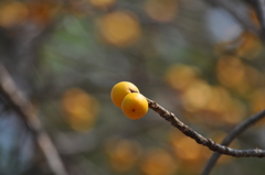 Ficus drupacea