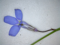 Lobelia dasyphylla