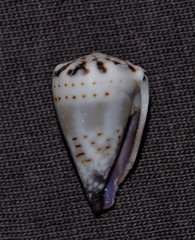 Conus musicus