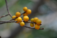 Ficus drupacea