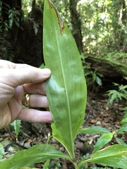 Pollia macrophylla