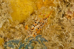 Thecacera pennigera