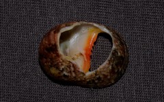 Nerita erythrostoma