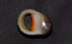 Nerita erythrostoma