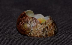 Nerita erythrostoma