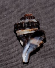 Monoplex exaratus