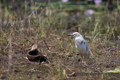 Ardeola idae
