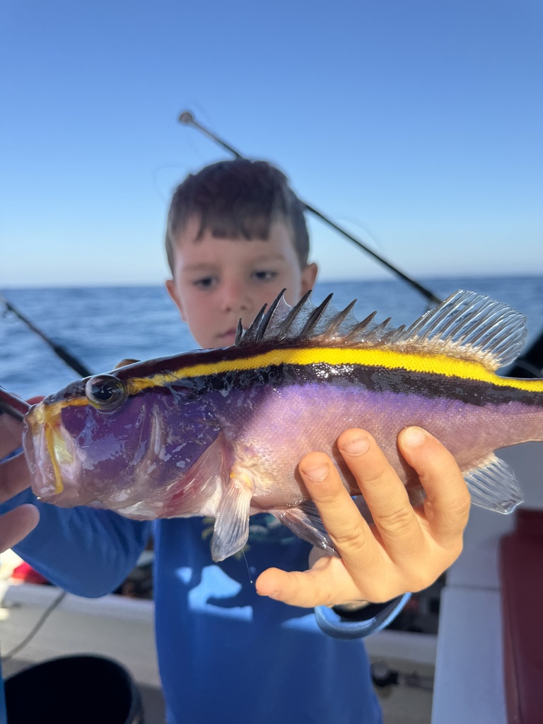 Goldribbon soapfish (Aulacocephalus temminckii) — Serranidae
