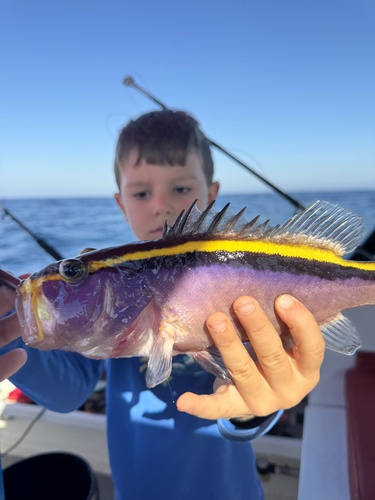 Goldribbon soapfish (Aulacocephalus temminckii) — Serranidae