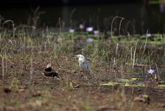 Ardeola idae