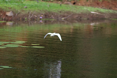 Ardeola idae