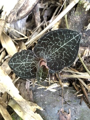 Anoectochilus formosanus