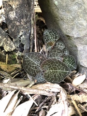 Anoectochilus formosanus