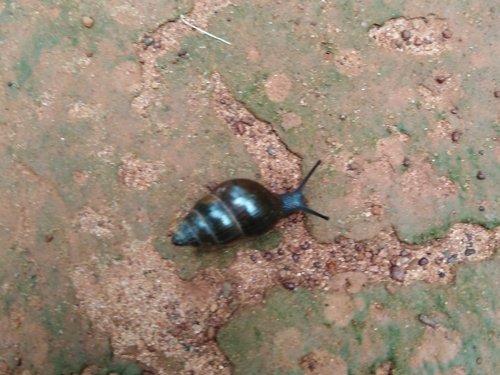 Common Land Snails and Slugs from Vignana Kendra, Bengaluru, Karnataka