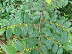 Ziziphus oenopolia