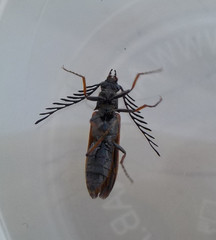 Plastocerus angulosus