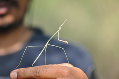 Schizocephala bicornis