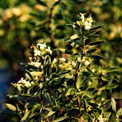 Daphne gnidioides
