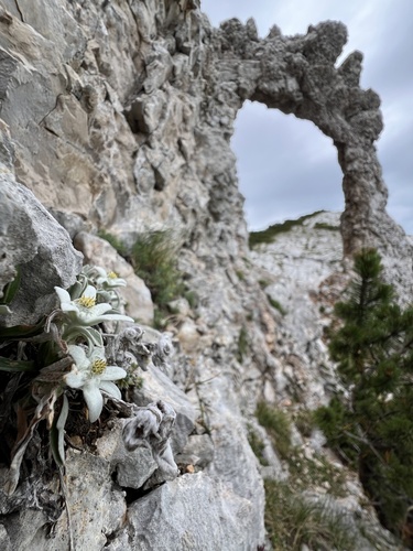 Leontopodium nivale