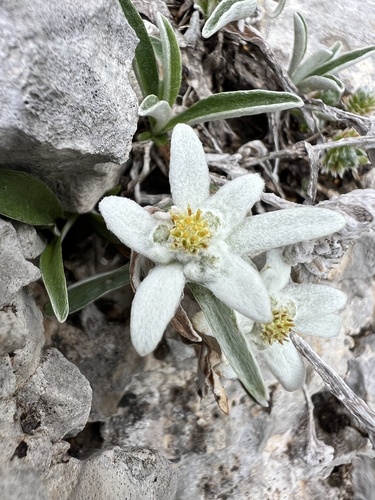 Leontopodium nivale