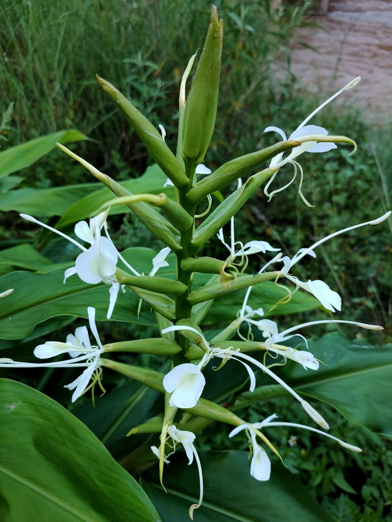 Hedychium puerense