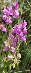 Polygala nicaeensis