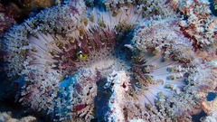 Heteractis aurora