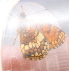 Melitaea aurelia