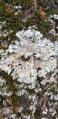 Physconia distorta