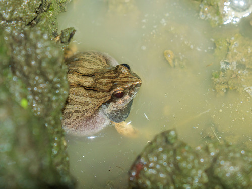 Barker Frog, Physalaemus cuvieri