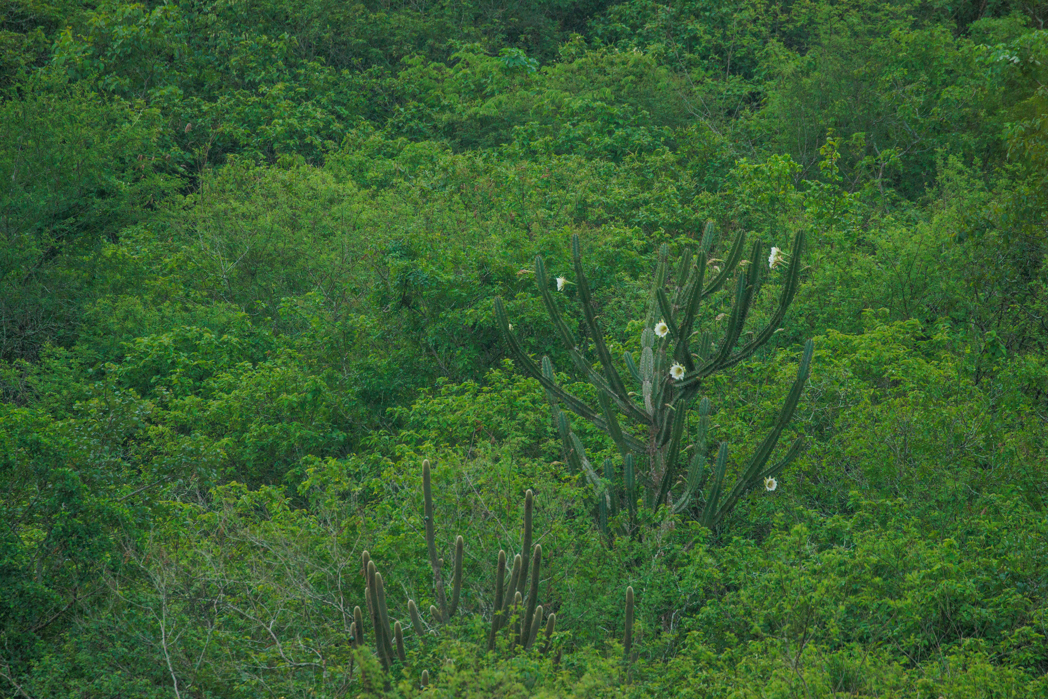Cereus jamacaru