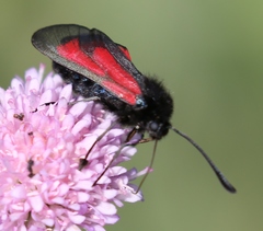 Zygaena purpuralis
