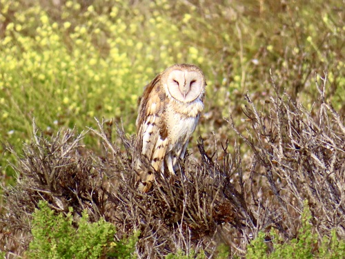 View observation of {o.common_name} on iNaturalist