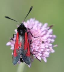 Zygaena purpuralis