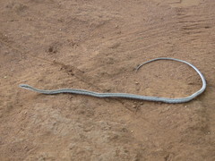 Psammophis biseriatus