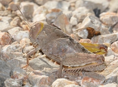 Prionotropis hystrix