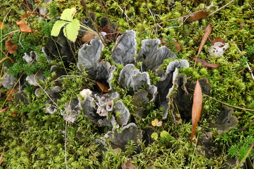 štítnatec (Peltigera)