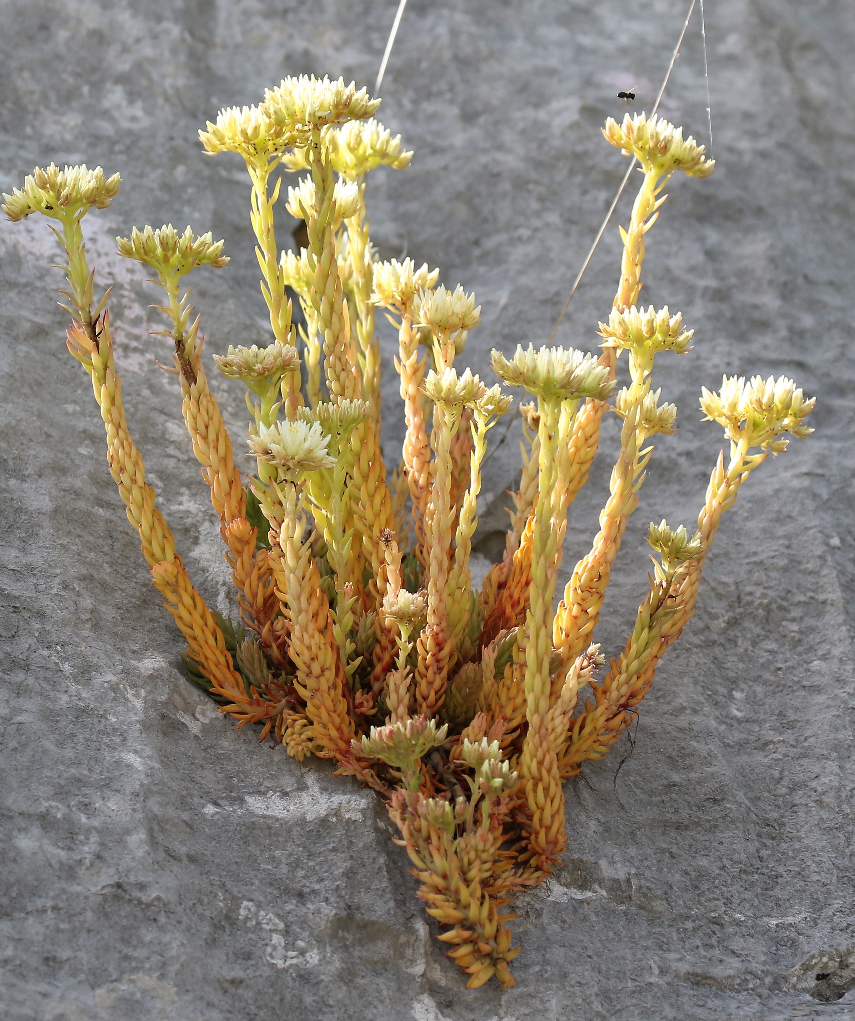 Sedum ochroleucum
