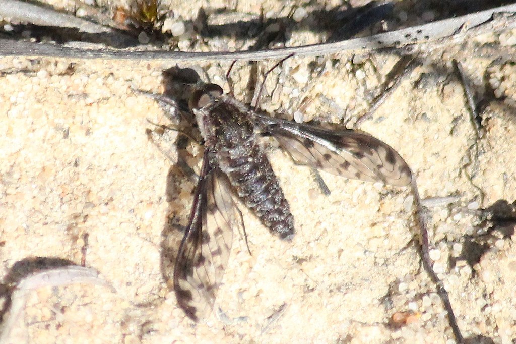 Aleucosia colona