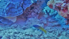 Halichoeres prosopeion